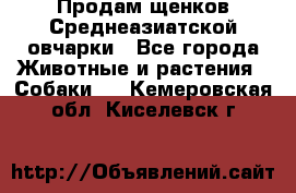 Продам щенков Среднеазиатской овчарки - Все города Животные и растения » Собаки   . Кемеровская обл.,Киселевск г.